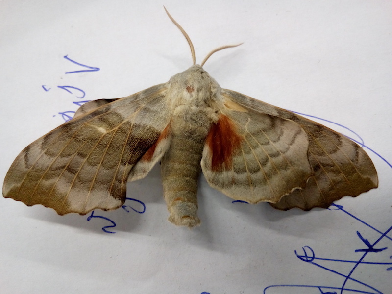 Identificazione lepidottero - Laothoe populi, Sphingidae